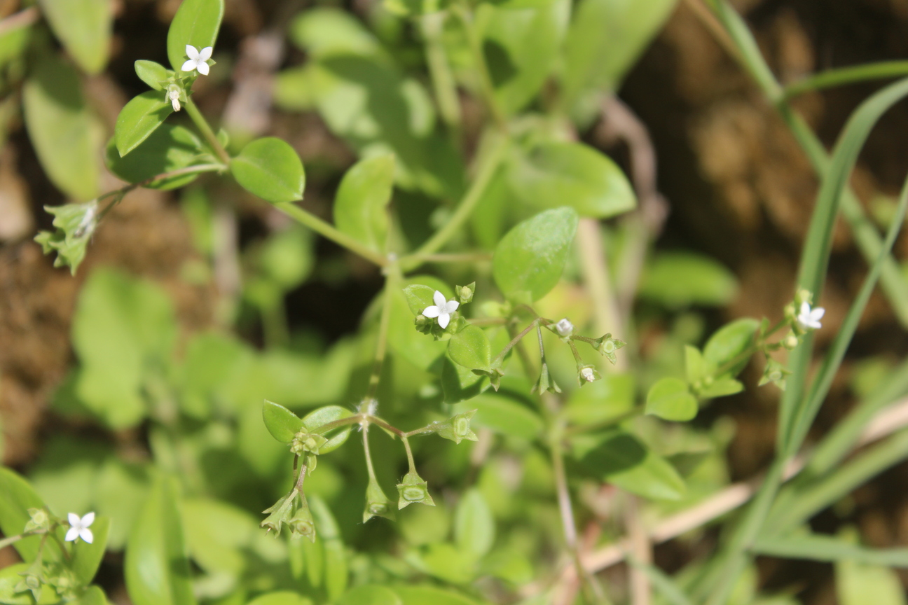 Plant Image